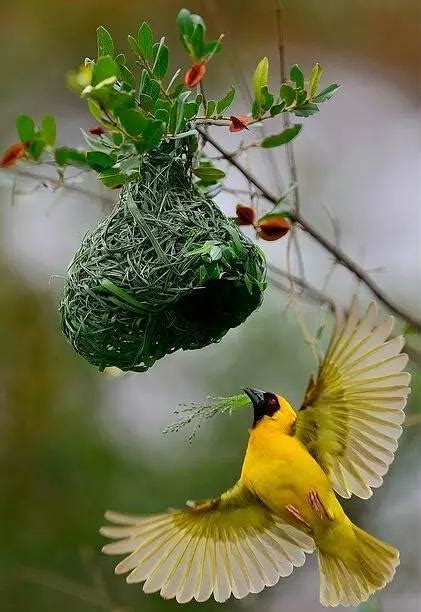 鳥 來 家裡 築 巢 看到蝙蝠代表什麼